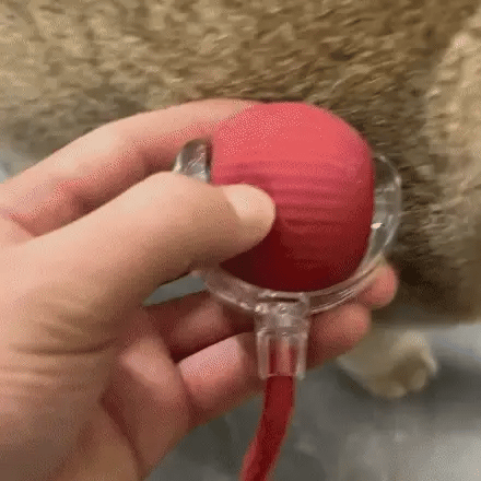 Smart Interactive Pet Ball